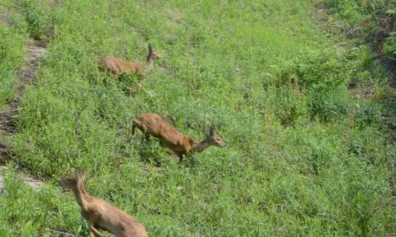 攸县兴林油茶,油茶苗,油茶果,轻基质杯苗,裸根苗,油茶苗价格,油茶苗批发,油茶苗基地
