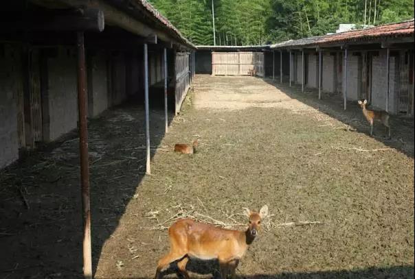 攸县兴林油茶,油茶苗,油茶果,轻基质杯苗,裸根苗,油茶苗价格,油茶苗批发,油茶苗基地
