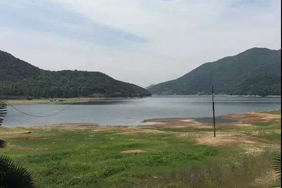 攸县兴林油茶,油茶苗,油茶果,轻基质杯苗,裸根苗,油茶苗价格,油茶苗批发,油茶苗基地