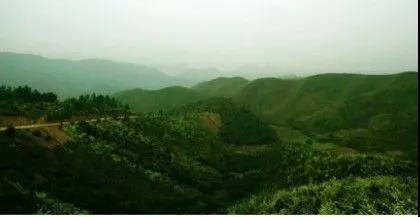 攸县兴林油茶,油茶苗,油茶果,轻基质杯苗,裸根苗,油茶苗价格,油茶苗批发,油茶苗基地