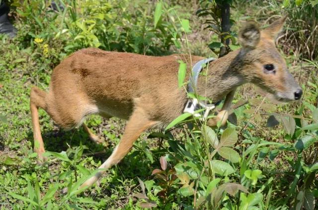 攸县兴林油茶,油茶苗,油茶果,轻基质杯苗,裸根苗,油茶苗价格,油茶苗批发,油茶苗基地