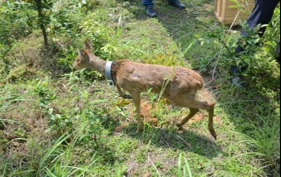 攸县兴林油茶,油茶苗,油茶果,轻基质杯苗,裸根苗,油茶苗价格,油茶苗批发,油茶苗基地 攸县兴林油茶,油茶苗,油茶果,轻基质杯苗,裸根苗,油茶苗价格,油茶苗批发,油茶苗基地