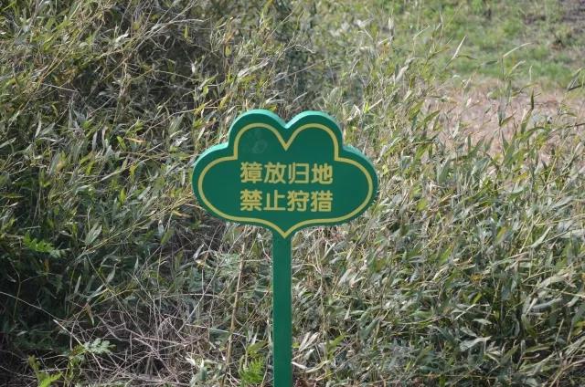 攸县兴林油茶,油茶苗,油茶果,轻基质杯苗,裸根苗,油茶苗价格,油茶苗批发,油茶苗基地