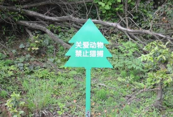 攸县兴林油茶,油茶苗,油茶果,轻基质杯苗,裸根苗,油茶苗价格,油茶苗批发,油茶苗基地 攸县兴林油茶,油茶苗,油茶果,轻基质杯苗,裸根苗,油茶苗价格,油茶苗批发,油茶苗基地