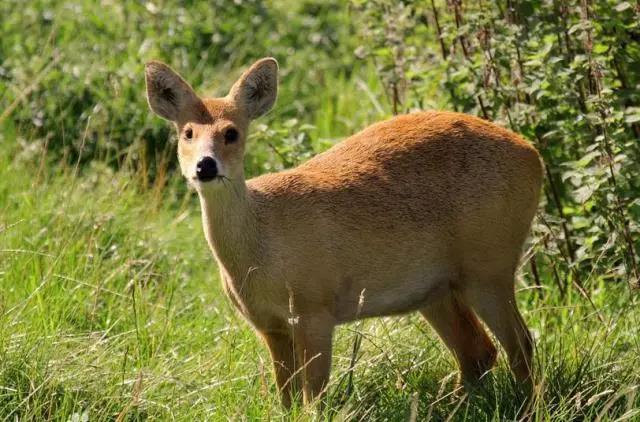 攸县兴林油茶,油茶苗,油茶果,轻基质杯苗,裸根苗,油茶苗价格,油茶苗批发,油茶苗基地