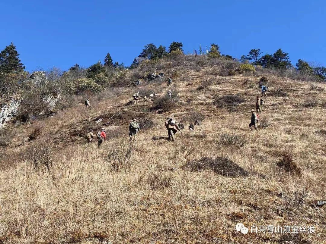 攸县兴林油茶,油茶苗,油茶果,轻基质杯苗,裸根苗,油茶苗价格,油茶苗批发,油茶苗基地