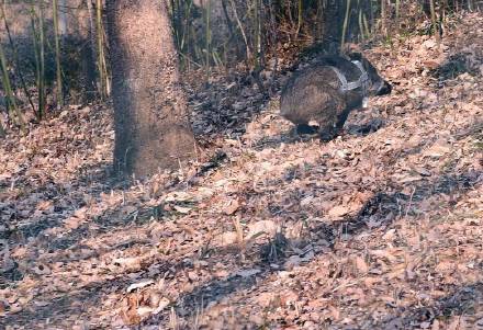 国产福利一区二区三区在线视频-538任你爽精品视频国产-亚洲精品国产乱码不卡-色噜噜国产99性色内射-做A爰片久久毛片A片的价格,湖南野生动物追踪,湖南卫星追踪器,湖南追踪器