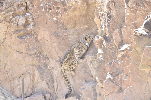 国产福利一区二区三区在线视频-538任你爽精品视频国产-亚洲精品国产乱码不卡-色噜噜国产99性色内射-做A爰片久久毛片A片的价格,湖南野生动物追踪,湖南卫星追踪器,湖南追踪器