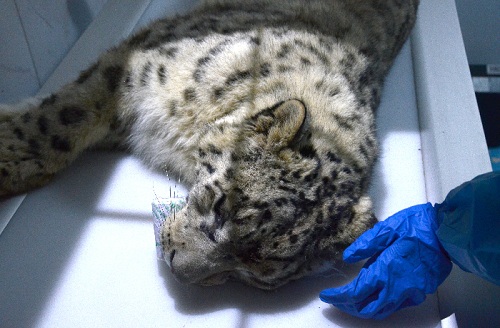 国产福利一区二区三区在线视频-538任你爽精品视频国产-亚洲精品国产乱码不卡-色噜噜国产99性色内射-做A爰片久久毛片A片的价格,湖南野生动物追踪,湖南卫星追踪器,湖南追踪器