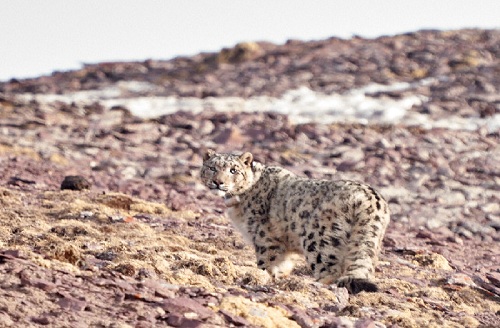 国产福利一区二区三区在线视频-538任你爽精品视频国产-亚洲精品国产乱码不卡-色噜噜国产99性色内射-做A爰片久久毛片A片的价格,湖南野生动物追踪,湖南卫星追踪器,湖南追踪器