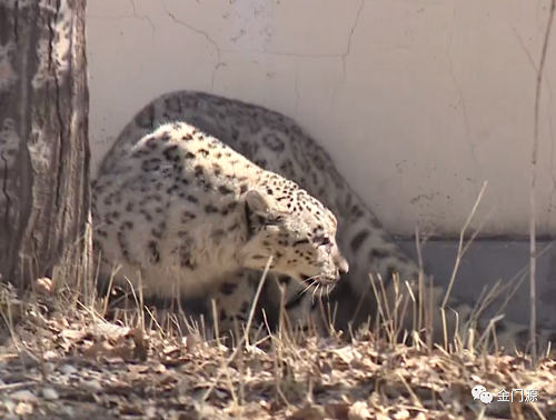 国产福利一区二区三区在线视频-538任你爽精品视频国产-亚洲精品国产乱码不卡-色噜噜国产99性色内射-做A爰片久久毛片A片的价格,湖南野生动物追踪,湖南卫星追踪器,湖南追踪器