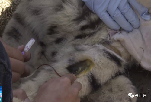 国产福利一区二区三区在线视频-538任你爽精品视频国产-亚洲精品国产乱码不卡-色噜噜国产99性色内射-做A爰片久久毛片A片的价格,湖南野生动物追踪,湖南卫星追踪器,湖南追踪器