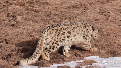 国产福利一区二区三区在线视频-538任你爽精品视频国产-亚洲精品国产乱码不卡-色噜噜国产99性色内射-做A爰片久久毛片A片的价格,湖南野生动物追踪,湖南卫星追踪器,湖南追踪器