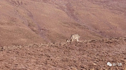国产福利一区二区三区在线视频-538任你爽精品视频国产-亚洲精品国产乱码不卡-色噜噜国产99性色内射-做A爰片久久毛片A片的价格,湖南野生动物追踪,湖南卫星追踪器,湖南追踪器 国产福利一区二区三区在线视频-538任你爽精品视频国产-亚洲精品国产乱码不卡-色噜噜国产99性色内射-做A爰片久久毛片A片的价格,湖南野生动物追踪,湖南卫星追踪器,湖南追踪器