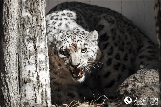 国产福利一区二区三区在线视频-538任你爽精品视频国产-亚洲精品国产乱码不卡-色噜噜国产99性色内射-做A爰片久久毛片A片的价格,湖南野生动物追踪,湖南卫星追踪器,湖南追踪器