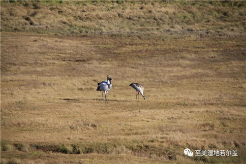 国产福利一区二区三区在线视频-538任你爽精品视频国产-亚洲精品国产乱码不卡-色噜噜国产99性色内射-做A爰片久久毛片A片的价格,湖南野生动物追踪,湖南卫星追踪器,湖南追踪器