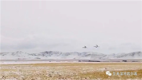 国产福利一区二区三区在线视频-538任你爽精品视频国产-亚洲精品国产乱码不卡-色噜噜国产99性色内射-做A爰片久久毛片A片的价格,湖南野生动物追踪,湖南卫星追踪器,湖南追踪器