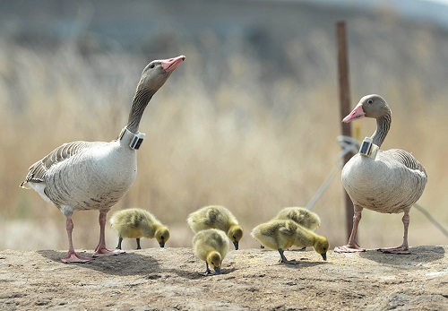 国产福利一区二区三区在线视频-538任你爽精品视频国产-亚洲精品国产乱码不卡-色噜噜国产99性色内射-做A爰片久久毛片A片的价格,湖南野生动物追踪,湖南卫星追踪器,湖南追踪器