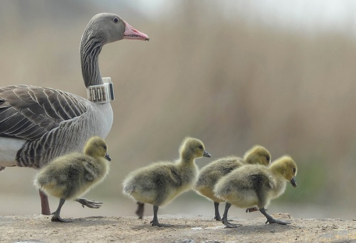 国产福利一区二区三区在线视频-538任你爽精品视频国产-亚洲精品国产乱码不卡-色噜噜国产99性色内射-做A爰片久久毛片A片的价格,湖南野生动物追踪,湖南卫星追踪器,湖南追踪器