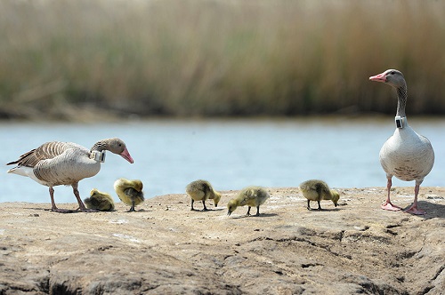 国产福利一区二区三区在线视频-538任你爽精品视频国产-亚洲精品国产乱码不卡-色噜噜国产99性色内射-做A爰片久久毛片A片的价格,湖南野生动物追踪,湖南卫星追踪器,湖南追踪器
