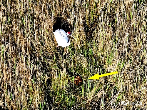 国产福利一区二区三区在线视频-538任你爽精品视频国产-亚洲精品国产乱码不卡-色噜噜国产99性色内射-做A爰片久久毛片A片的价格,湖南野生动物追踪,湖南卫星追踪器,湖南追踪器