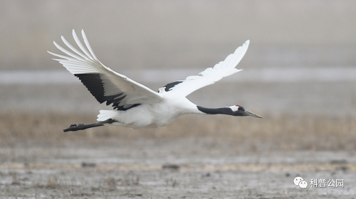 国产福利一区二区三区在线视频-538任你爽精品视频国产-亚洲精品国产乱码不卡-色噜噜国产99性色内射-做A爰片久久毛片A片的价格,湖南野生动物追踪,湖南卫星追踪器,湖南追踪器