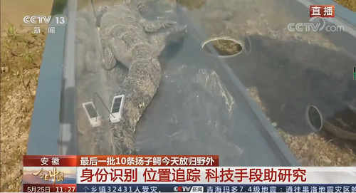 国产福利一区二区三区在线视频-538任你爽精品视频国产-亚洲精品国产乱码不卡-色噜噜国产99性色内射-做A爰片久久毛片A片的价格,湖南野生动物追踪,湖南卫星追踪器,湖南追踪器