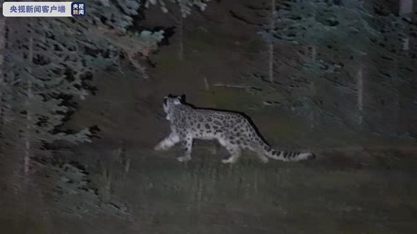 国产福利一区二区三区在线视频-538任你爽精品视频国产-亚洲精品国产乱码不卡-色噜噜国产99性色内射-做A爰片久久毛片A片的价格,湖南野生动物追踪,湖南卫星追踪器,湖南追踪器