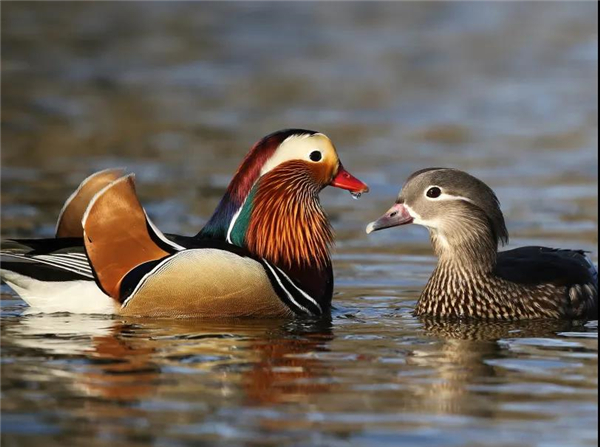 国产福利一区二区三区在线视频-538任你爽精品视频国产-亚洲精品国产乱码不卡-色噜噜国产99性色内射-做A爰片久久毛片A片的价格,湖南野生动物追踪,湖南卫星追踪器,湖南追踪器