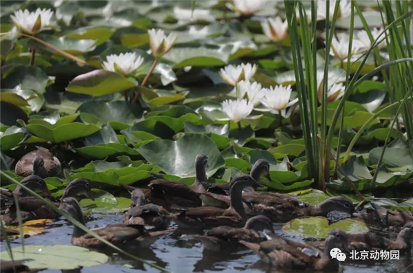 国产福利一区二区三区在线视频-538任你爽精品视频国产-亚洲精品国产乱码不卡-色噜噜国产99性色内射-做A爰片久久毛片A片的价格,湖南野生动物追踪,湖南卫星追踪器,湖南追踪器