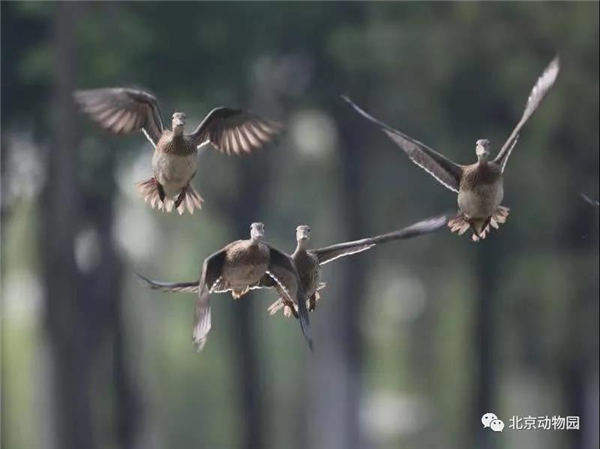 国产福利一区二区三区在线视频-538任你爽精品视频国产-亚洲精品国产乱码不卡-色噜噜国产99性色内射-做A爰片久久毛片A片的价格,湖南野生动物追踪,湖南卫星追踪器,湖南追踪器