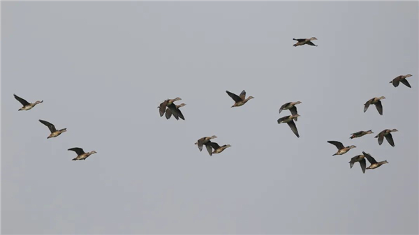 国产福利一区二区三区在线视频-538任你爽精品视频国产-亚洲精品国产乱码不卡-色噜噜国产99性色内射-做A爰片久久毛片A片的价格,湖南野生动物追踪,湖南卫星追踪器,湖南追踪器