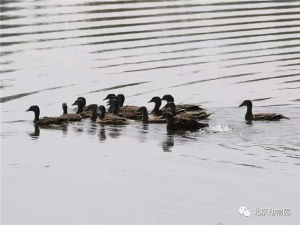 国产福利一区二区三区在线视频-538任你爽精品视频国产-亚洲精品国产乱码不卡-色噜噜国产99性色内射-做A爰片久久毛片A片的价格,湖南野生动物追踪,湖南卫星追踪器,湖南追踪器