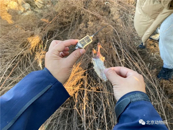 国产福利一区二区三区在线视频-538任你爽精品视频国产-亚洲精品国产乱码不卡-色噜噜国产99性色内射-做A爰片久久毛片A片的价格,湖南野生动物追踪,湖南卫星追踪器,湖南追踪器