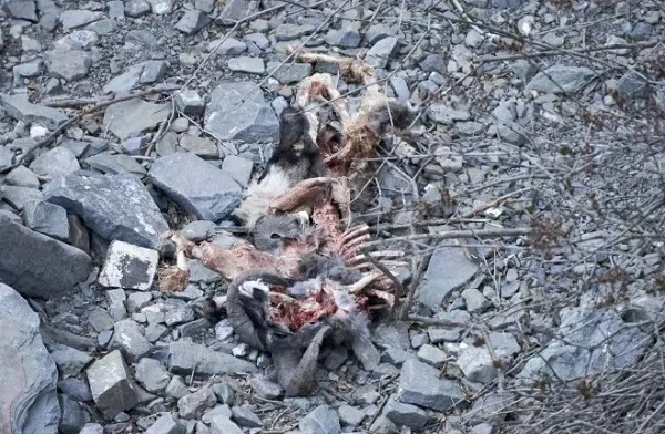 国产福利一区二区三区在线视频-538任你爽精品视频国产-亚洲精品国产乱码不卡-色噜噜国产99性色内射-做A爰片久久毛片A片的价格,湖南野生动物追踪,湖南卫星追踪器,湖南追踪器