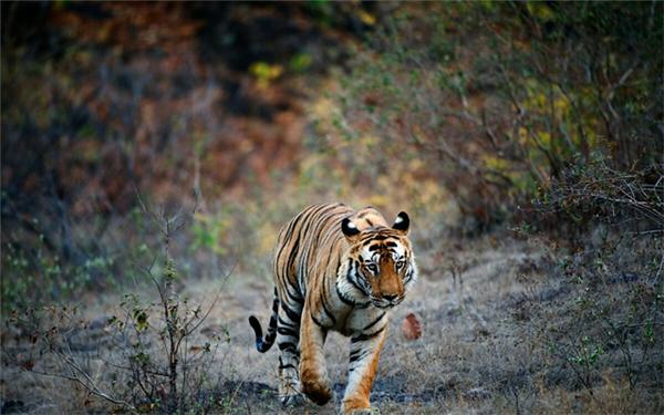 国产福利一区二区三区在线视频-538任你爽精品视频国产-亚洲精品国产乱码不卡-色噜噜国产99性色内射-做A爰片久久毛片A片的价格,湖南野生动物追踪,湖南卫星追踪器,湖南追踪器