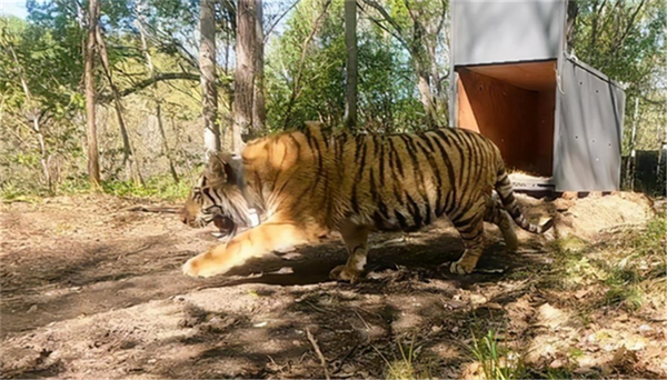 国产福利一区二区三区在线视频-538任你爽精品视频国产-亚洲精品国产乱码不卡-色噜噜国产99性色内射-做A爰片久久毛片A片的价格,湖南野生动物追踪,湖南卫星追踪器,湖南追踪器