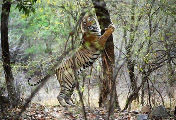 国产福利一区二区三区在线视频-538任你爽精品视频国产-亚洲精品国产乱码不卡-色噜噜国产99性色内射-做A爰片久久毛片A片的价格,湖南野生动物追踪,湖南卫星追踪器,湖南追踪器