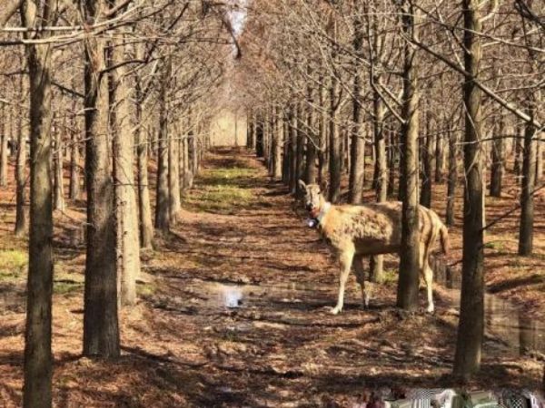 国产福利一区二区三区在线视频-538任你爽精品视频国产-亚洲精品国产乱码不卡-色噜噜国产99性色内射-做A爰片久久毛片A片的价格,湖南野生动物追踪,湖南卫星追踪器,湖南追踪器