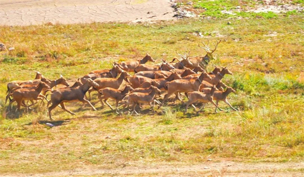 国产福利一区二区三区在线视频-538任你爽精品视频国产-亚洲精品国产乱码不卡-色噜噜国产99性色内射-做A爰片久久毛片A片的价格,湖南野生动物追踪,湖南卫星追踪器,湖南追踪器