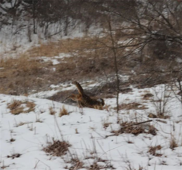 国产福利一区二区三区在线视频-538任你爽精品视频国产-亚洲精品国产乱码不卡-色噜噜国产99性色内射-做A爰片久久毛片A片的价格,湖南野生动物追踪,湖南卫星追踪器,湖南追踪器