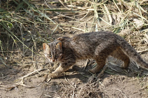 国产福利一区二区三区在线视频-538任你爽精品视频国产-亚洲精品国产乱码不卡-色噜噜国产99性色内射-做A爰片久久毛片A片的价格,湖南野生动物追踪,湖南卫星追踪器,湖南追踪器
