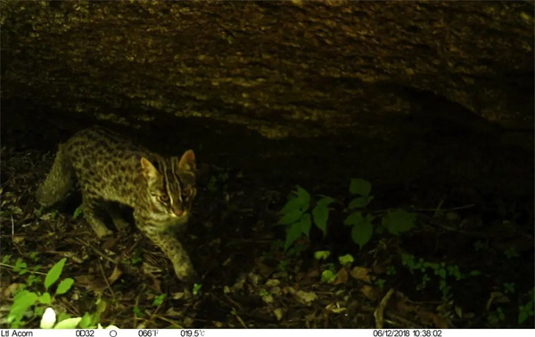 国产福利一区二区三区在线视频-538任你爽精品视频国产-亚洲精品国产乱码不卡-色噜噜国产99性色内射-做A爰片久久毛片A片的价格,湖南野生动物追踪,湖南卫星追踪器,湖南追踪器