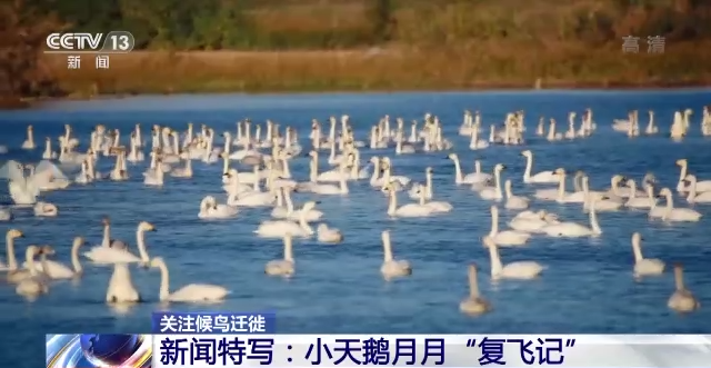 国产福利一区二区三区在线视频-538任你爽精品视频国产-亚洲精品国产乱码不卡-色噜噜国产99性色内射-做A爰片久久毛片A片的价格,湖南野生动物追踪,湖南卫星追踪器,湖南追踪器