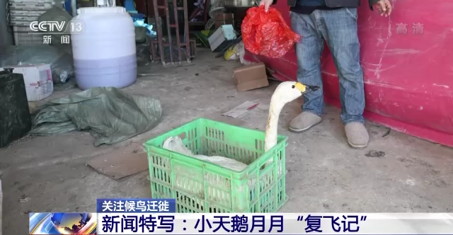 国产福利一区二区三区在线视频-538任你爽精品视频国产-亚洲精品国产乱码不卡-色噜噜国产99性色内射-做A爰片久久毛片A片的价格,湖南野生动物追踪,湖南卫星追踪器,湖南追踪器