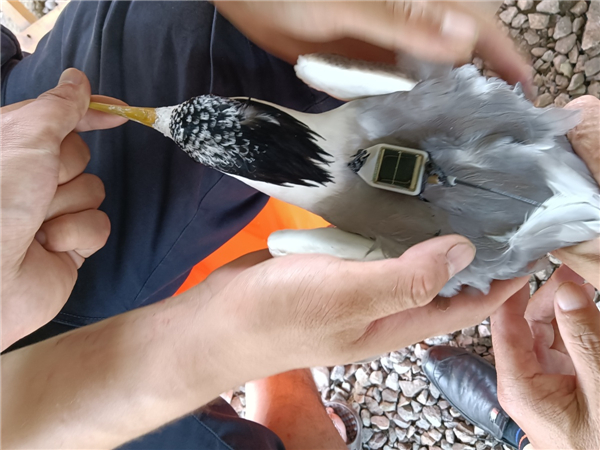 国产福利一区二区三区在线视频-538任你爽精品视频国产-亚洲精品国产乱码不卡-色噜噜国产99性色内射-做A爰片久久毛片A片的价格,湖南野生动物追踪,湖南卫星追踪器,湖南追踪器 国产福利一区二区三区在线视频-538任你爽精品视频国产-亚洲精品国产乱码不卡-色噜噜国产99性色内射-做A爰片久久毛片A片的价格,湖南野生动物追踪,湖南卫星追踪器,湖南追踪器