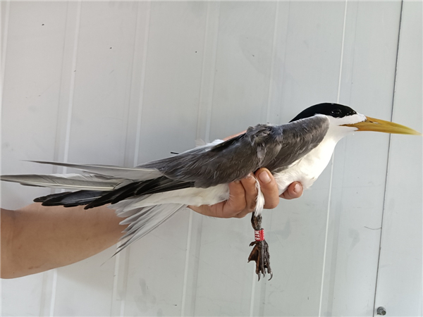 国产福利一区二区三区在线视频-538任你爽精品视频国产-亚洲精品国产乱码不卡-色噜噜国产99性色内射-做A爰片久久毛片A片的价格,湖南野生动物追踪,湖南卫星追踪器,湖南追踪器 国产福利一区二区三区在线视频-538任你爽精品视频国产-亚洲精品国产乱码不卡-色噜噜国产99性色内射-做A爰片久久毛片A片的价格,湖南野生动物追踪,湖南卫星追踪器,湖南追踪器