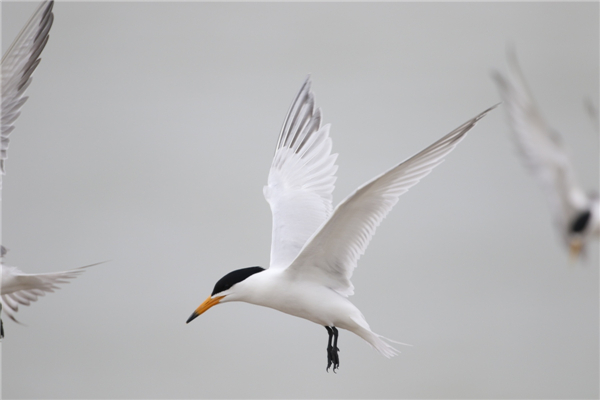 国产福利一区二区三区在线视频-538任你爽精品视频国产-亚洲精品国产乱码不卡-色噜噜国产99性色内射-做A爰片久久毛片A片的价格,湖南野生动物追踪,湖南卫星追踪器,湖南追踪器 国产福利一区二区三区在线视频-538任你爽精品视频国产-亚洲精品国产乱码不卡-色噜噜国产99性色内射-做A爰片久久毛片A片的价格,湖南野生动物追踪,湖南卫星追踪器,湖南追踪器