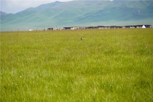 国产福利一区二区三区在线视频-538任你爽精品视频国产-亚洲精品国产乱码不卡-色噜噜国产99性色内射-做A爰片久久毛片A片的价格,湖南野生动物追踪,湖南卫星追踪器,湖南追踪器 国产福利一区二区三区在线视频-538任你爽精品视频国产-亚洲精品国产乱码不卡-色噜噜国产99性色内射-做A爰片久久毛片A片的价格,湖南野生动物追踪,湖南卫星追踪器,湖南追踪器