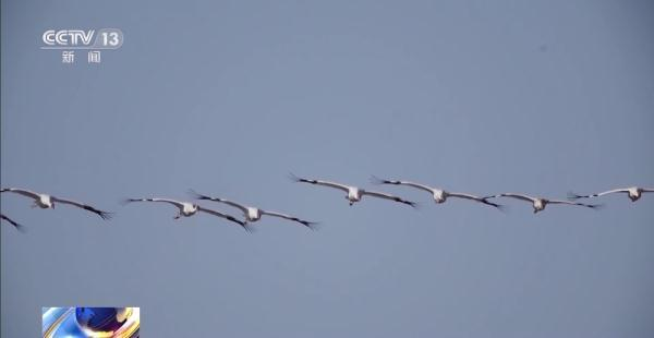 国产福利一区二区三区在线视频-538任你爽精品视频国产-亚洲精品国产乱码不卡-色噜噜国产99性色内射-做A爰片久久毛片A片的价格,湖南野生动物追踪,湖南卫星追踪器,湖南追踪器